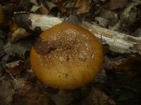 Cortinarius saporatus image