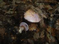 Cortinarius sodagnitus image