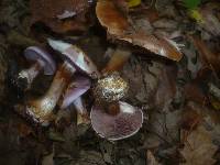 Cortinarius sodagnitus image