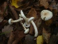 Hygrophorus discoxanthus image