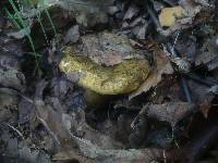 Lactarius turpis image