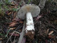 Amanita murinoflammeum image