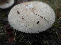 Amanita roseolamellata image