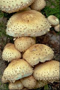 Pholiota squarrosa image