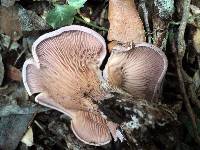 Panus conchatus image