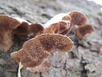 Phellinus gilvus image