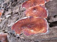 Merulius tremellosus image