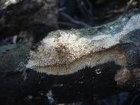 Radulomyces molaris image