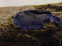 Terana caerulea image