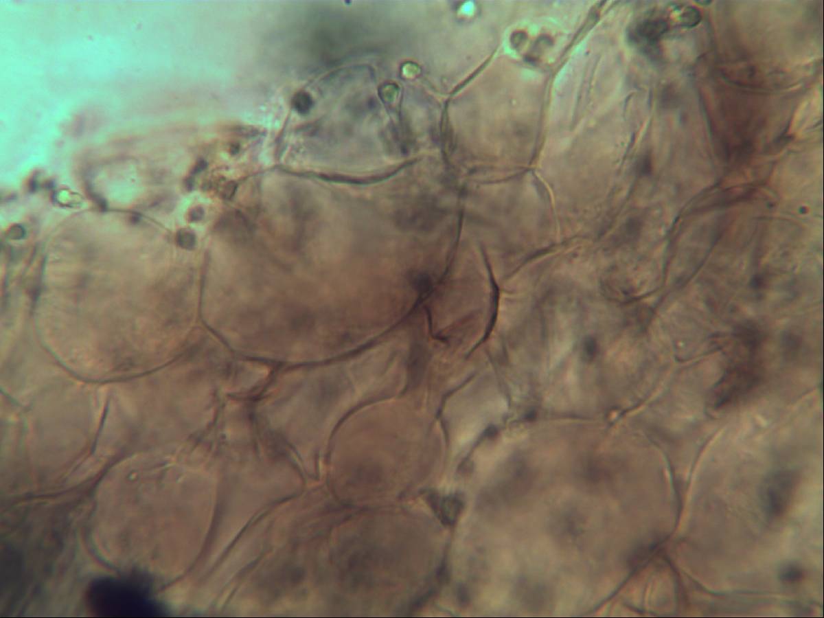 Panaeolus papilionaceus var. parvisporus image