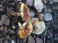 Pholiota highlandensis image