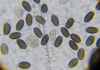 Psathyrella atrospora image