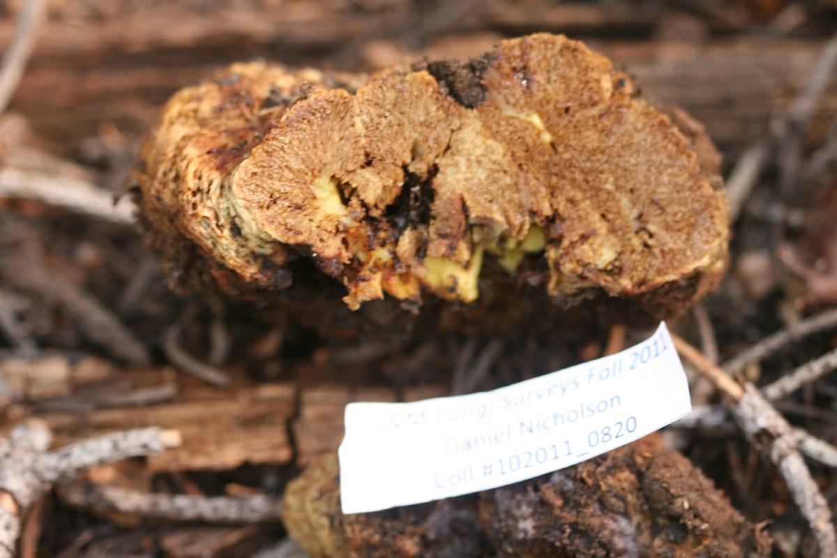 Gastroboletus vividus image