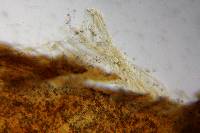 Inocybe mixtilis image
