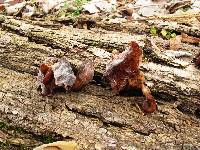 Auricularia angiospermarum image