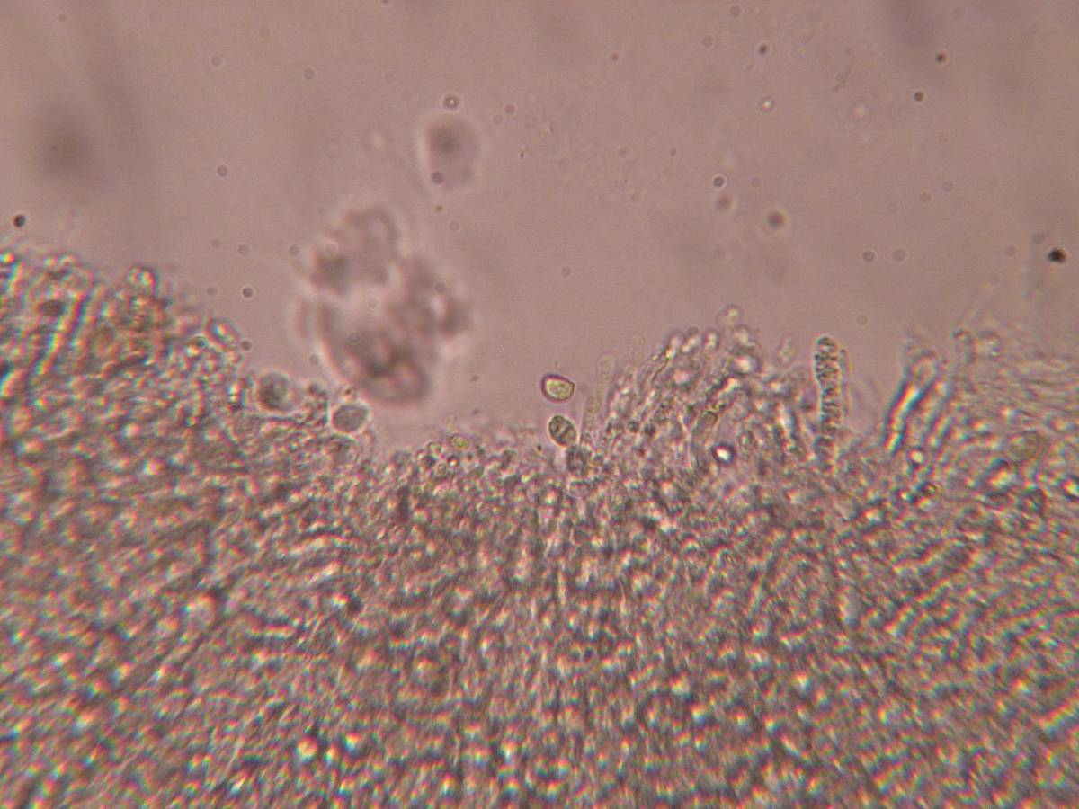 Clavaria tenuipes image