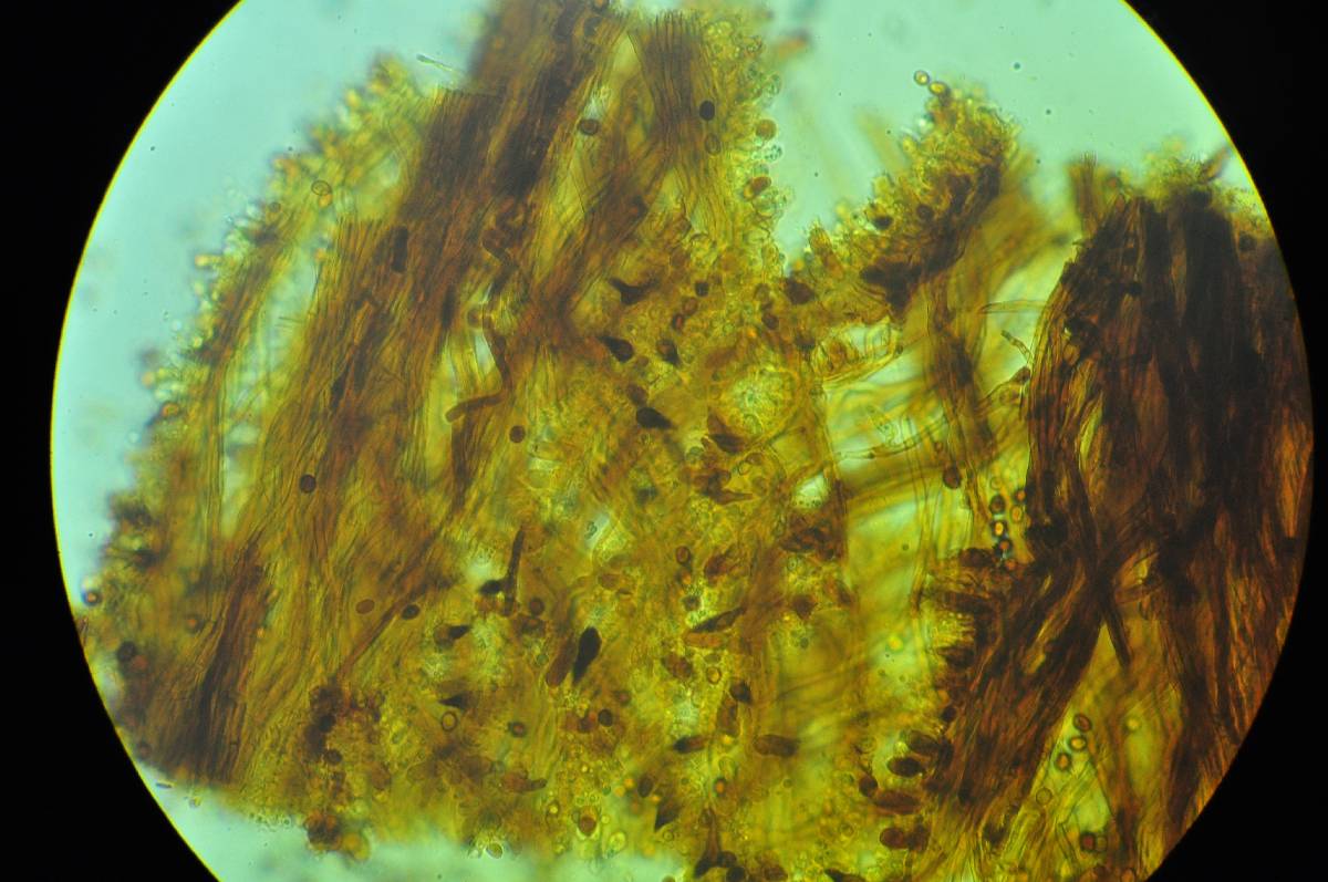 Inonotus andersonii image
