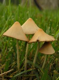 Conocybe apala image