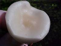 Russula cascadensis image