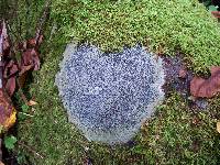 Porpidia albocaerulescens var. albocaerulescens image