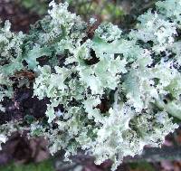 Platismatia glauca image