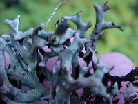 Hypogymnia imshaugii image