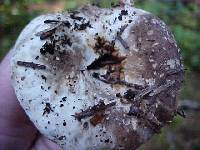 Russula albonigra image