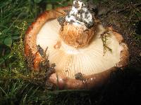 Tricholoma fracticum image