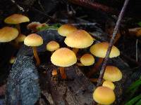 Gymnopilus luteoviridis image