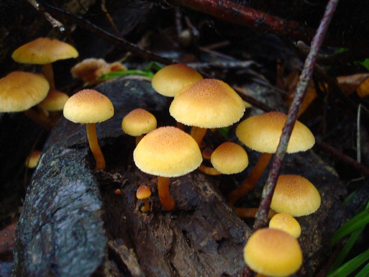 Gymnopilus luteoviridis image