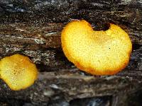 Gymnopilus aeruginosus image