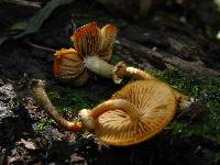 Conocybe rugosa image