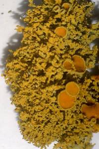 Xanthoria candelaria image