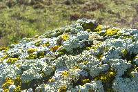 Xanthoria candelaria image