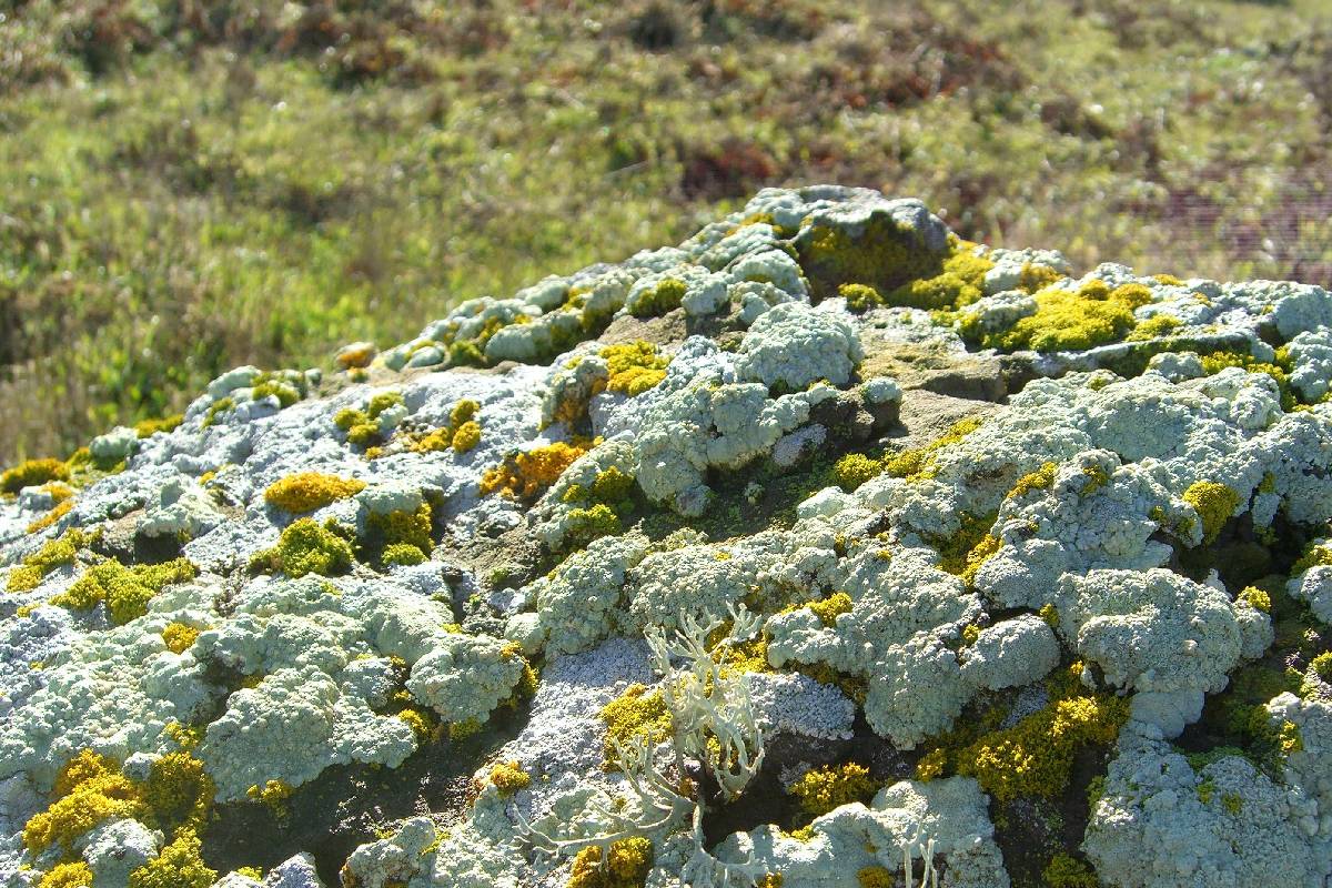 Xanthoria candelaria image