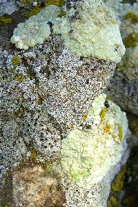 Lecanora pinguis image