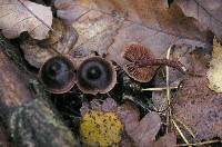 Cortinarius anthracinus image