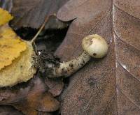 Cortinarius delibutus image