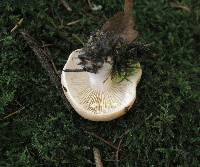 Lactarius chrysorrheus image