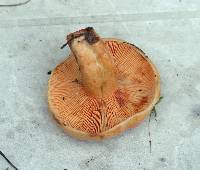 Lactarius salmonicolor image