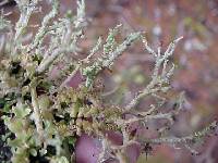 Cladonia scabriuscula image