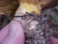 Suillus brevipes image