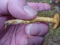 Inocybe cinnamomea image