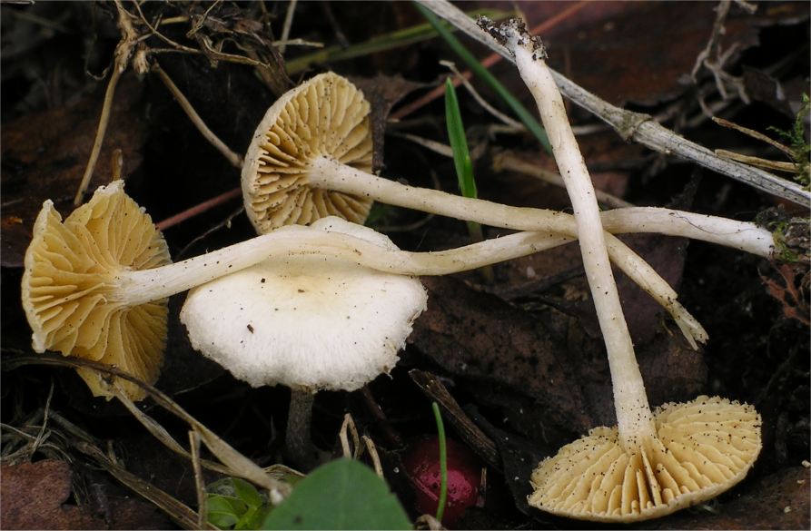 Tubaria dispersa image