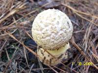 Amanita persicina image