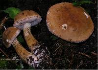 Tylopilus felleus image