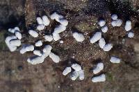 Arcyria cinerea image