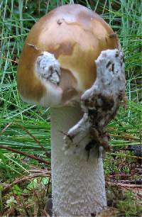 Amanita battarrae image