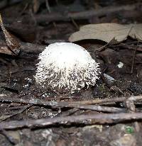 Lycoperdon pulcherrimum image