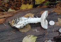 Amanita smithiana image